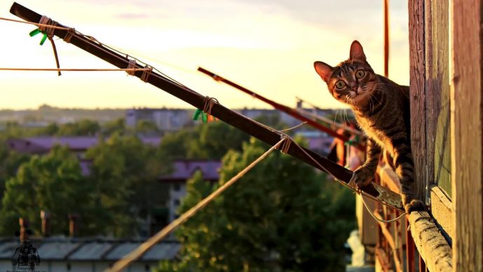 Balkon katzensicher ohne Netz machen