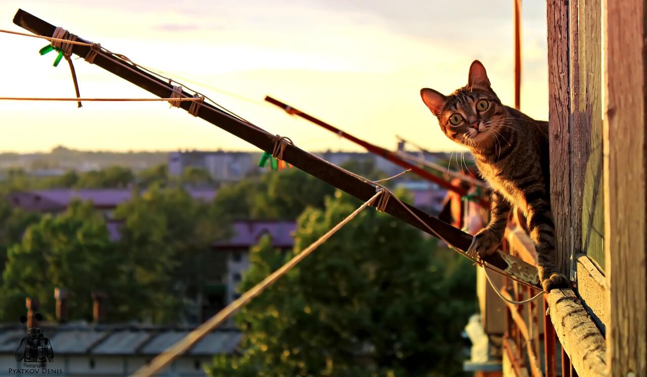 Katzen Auf Balkon Ohne Netz