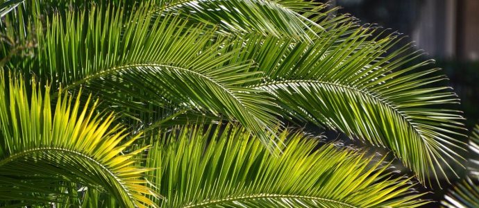 Palme ohne Palmenheizung 