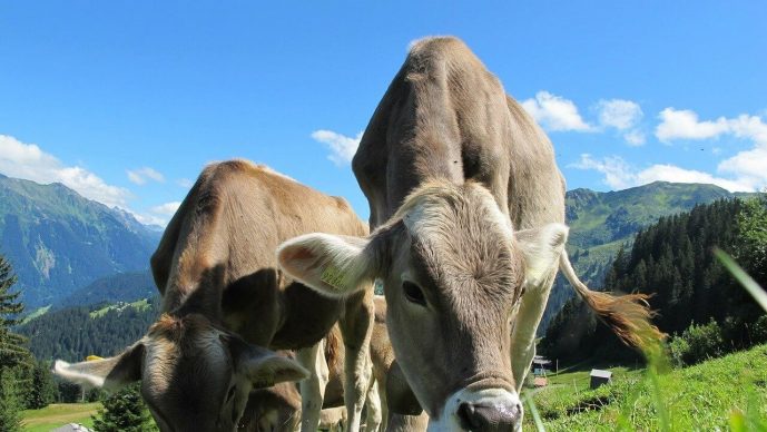 Kühe schubsen – Funktioniert das wirklich?