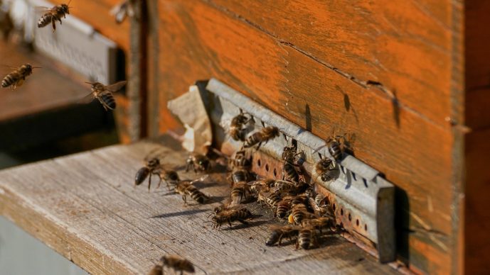 Bienenschwarm anlocken – Alle Methoden und Lockmittel