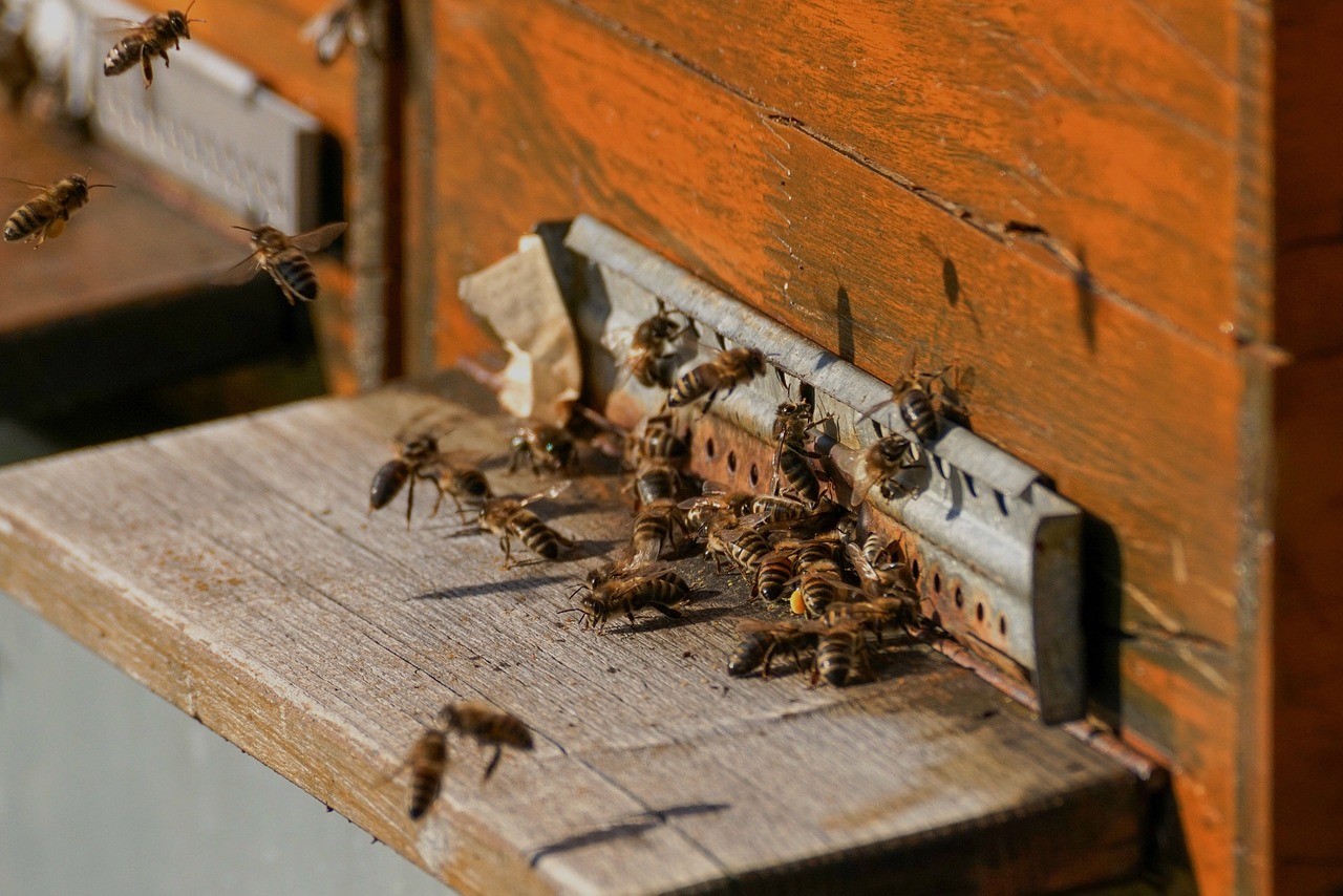 bienenschwarm-richtig-anlocken