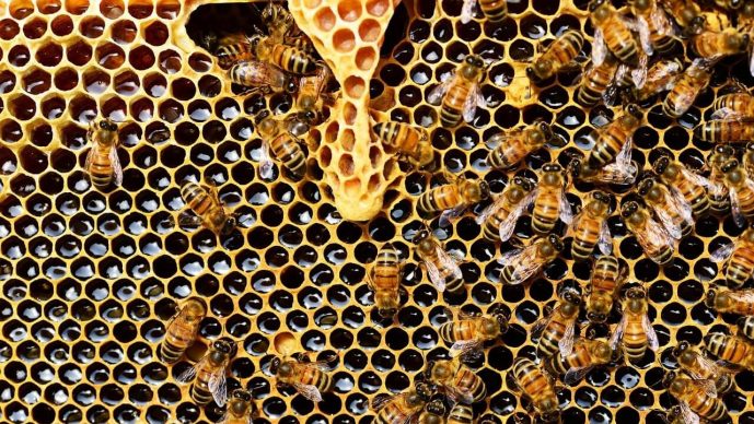 Bienenstockheizung