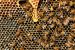 bienen in einem bienenstock mögen honig und benötigen zum schutz eine Bienenstockheizung