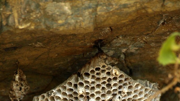 Wespen im Bienenstock