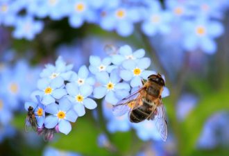 Read more about the article Bienen im Dach – Was tun?