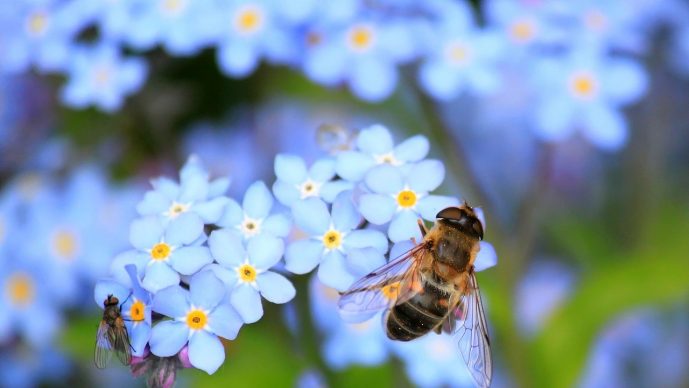 Bienen im Dach – Was tun?