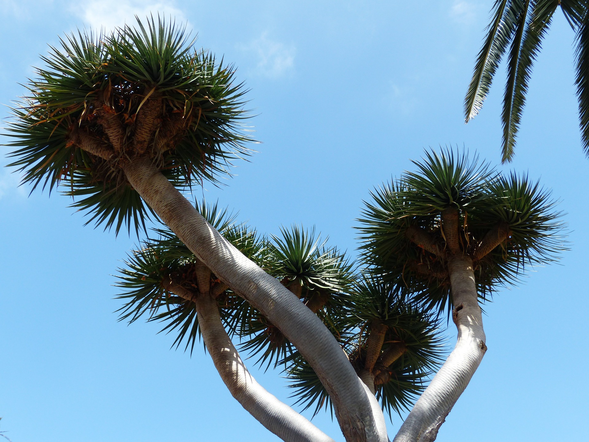 Drachenpalme-Mit-Blauen-Himmel