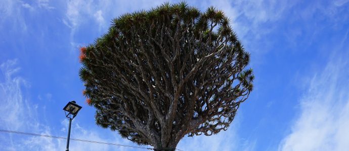 Kanarischer-Drachenbaum-mit-Blauen-Himmel