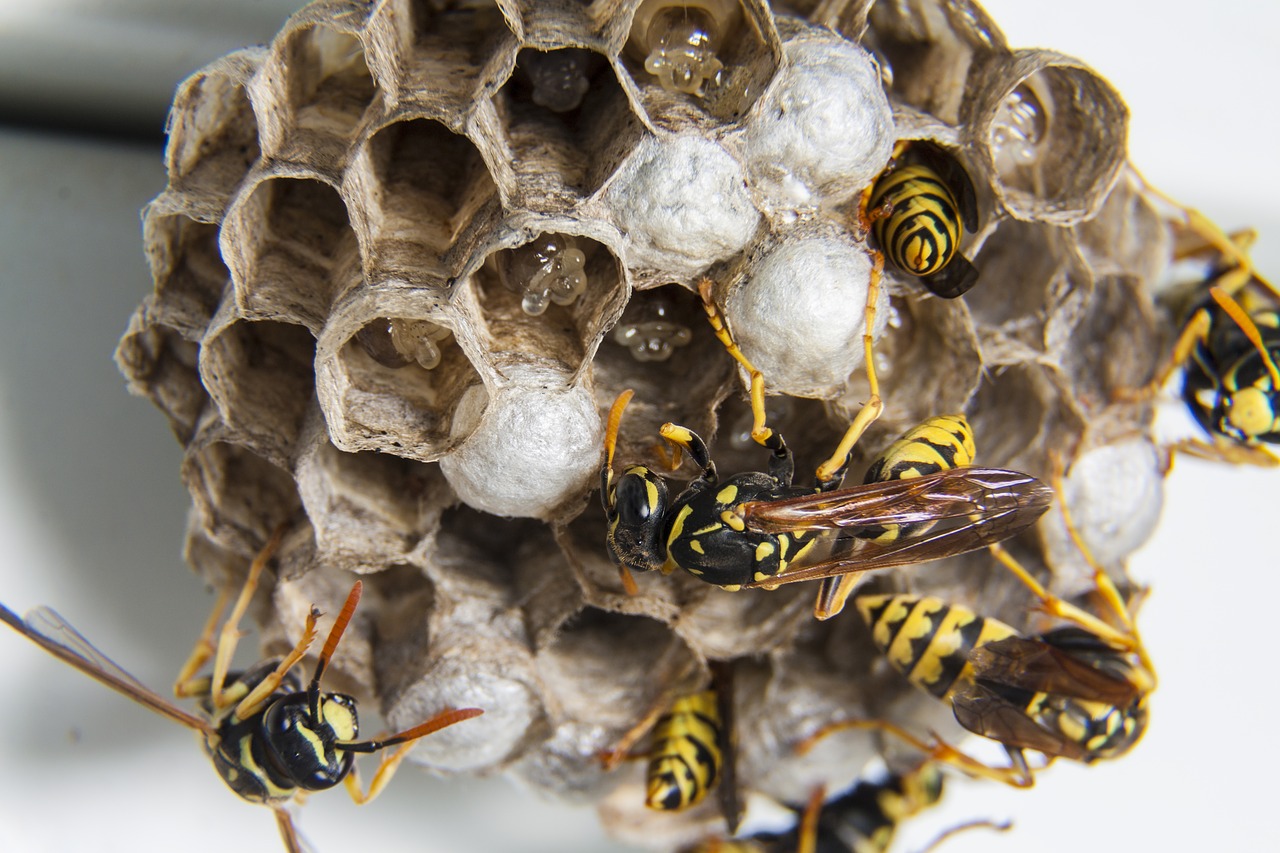 Wespen-Nest