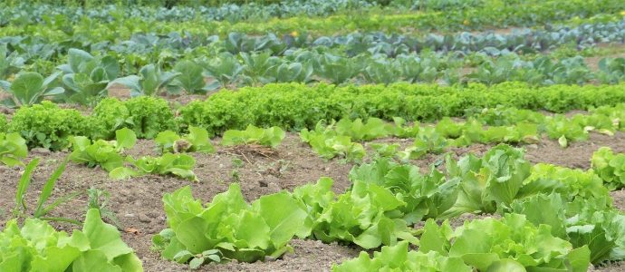 Herbizid-auf-Salat