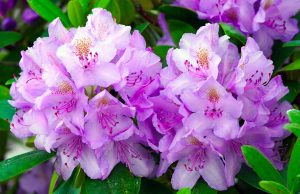 rhododendron-bluete