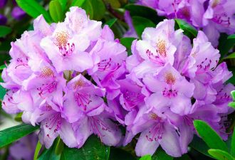 Read more about the article Rhododendron-Hecke – Schneiden und pflegen