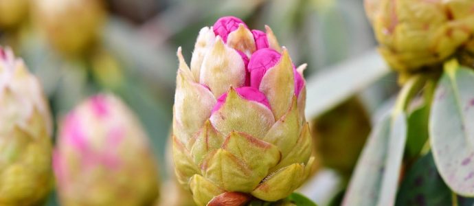 rhododendron-knospen